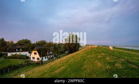 Leuchtturm mit Schafen auf dem Deich am Südstrand auf der Insel Pellworm, Nordfriesland, Schleswig-Holstein, Deutschland Stockfoto