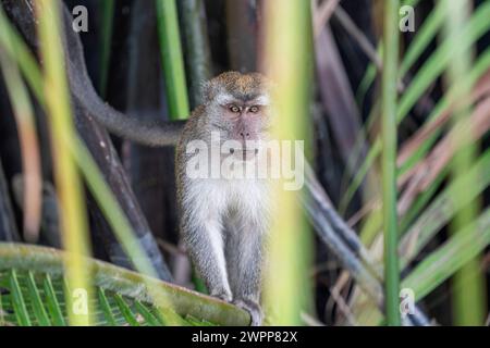 Makaken im Tanjung Puting Nationalpark in der Nähe von Pankalan Bun, Kalimantan, Indonesien Stockfoto