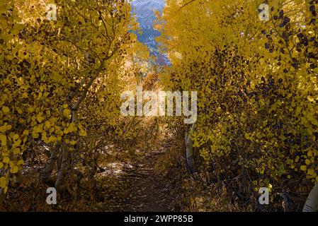 Im Herbst wechselnde Farben im Lundy Canyon, Kalifornien Stockfoto