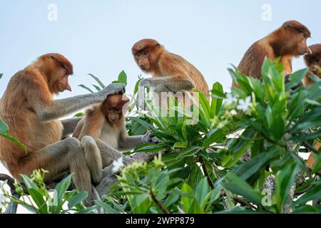 Proboscis Affe im Tanjung Puting Nationalpark in der Nähe von Pankalan Bun, Kalimantan, Indonesien Stockfoto