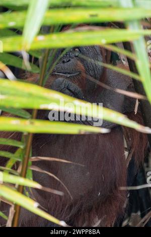 Orang-Utan im Tanjung Puting Nationalpark, in der Nähe von Pangkalan Bun, Kalimantan, Indonesien Stockfoto