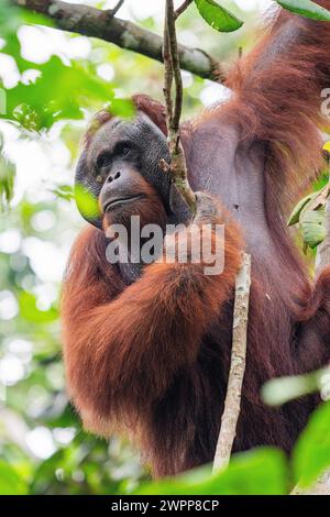 Orang-Utan im Tanjung Puting Nationalpark, in der Nähe von Pangkalan Bun, Kalimantan, Indonesien Stockfoto