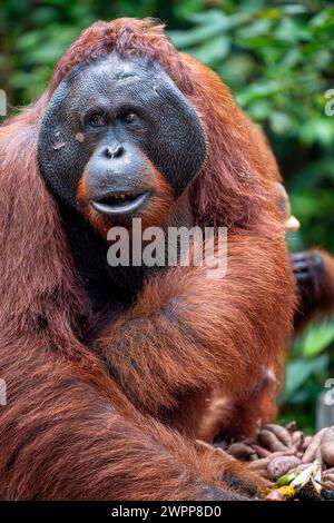 Orang-Utan im Tanjung Puting Nationalpark, in der Nähe von Pangkalan Bun, Kalimantan, Indonesien Stockfoto