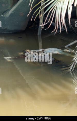 Salzwasserkrokodil mit Beute im Tanjung Puting Nationalpark in der Nähe von Pankalan Bun, Kalimantan, Indonesien Stockfoto