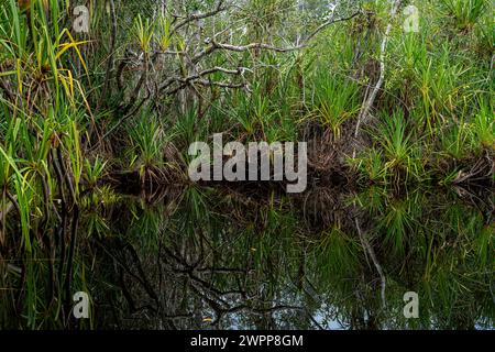 Reflexion im Fluss im Tanjung Puting Nationalpark bei Pankalan Bun, Kalimantan, Indonesien Stockfoto