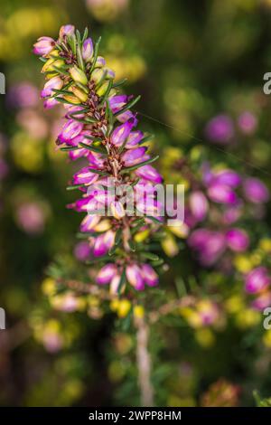 Blühende Winterheide, Schneeheide (Erica carnea) Stockfoto