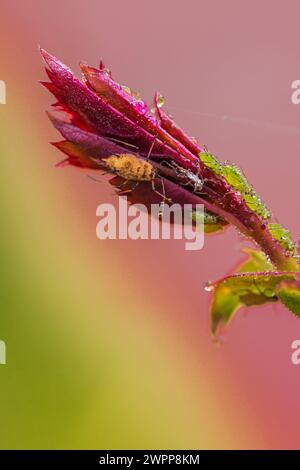 Rosenblätter mit Morgentau, Rosenblattläuse, Nahaufnahme Stockfoto