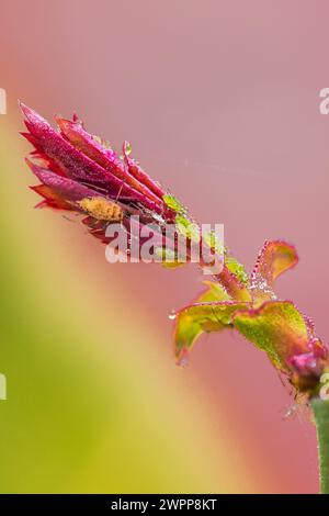 Rosenblätter mit Morgentau, Rosenblattläuse, Nahaufnahme Stockfoto