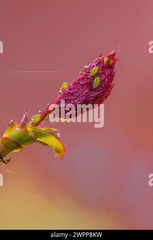 Rosenblätter mit Morgentau, Rosenblattläuse, Nahaufnahme Stockfoto