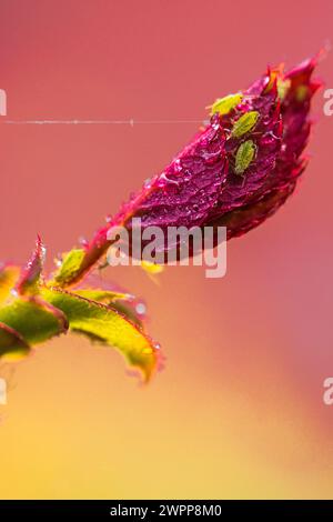 Rosenblätter mit Morgentau, Rosenblattläuse, Nahaufnahme Stockfoto