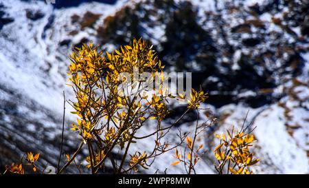 Herbst und Winter im Lundy Canyon mit wechselnden bunten Bäumen und leichtem Schnee auf dem Boden und auf der Bergspitze. Stockfoto