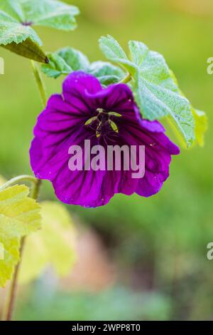 Violette Blüte eines Hollyhocks (Althaea rosea) Stockfoto