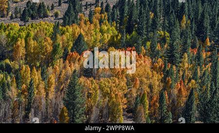 Im Herbst wechselnde Farben im Lundy Canyon, Kalifornien Stockfoto