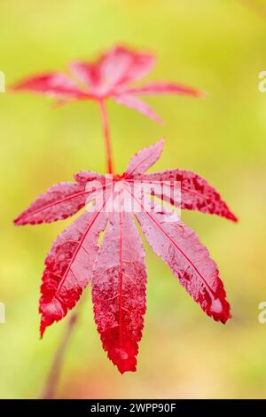 Blatt des roten Fächerahnes, Acer palmatum Stockfoto