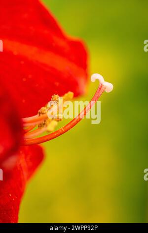 Amaryllis, Staubbeutel, Nahaufnahme Stockfoto