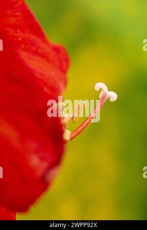 Amaryllis, Staubbeutel, Nahaufnahme Stockfoto