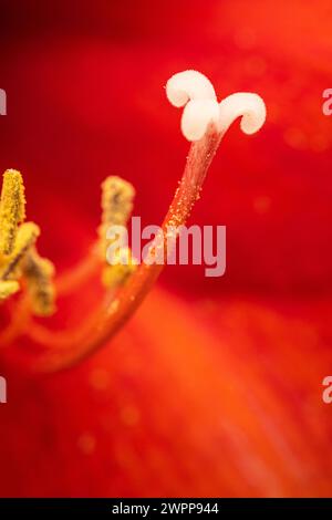 Amaryllis, Staubbeutel, Nahaufnahme Stockfoto