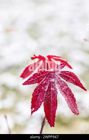 Mit Raureif bedeckte Blätter, Blatt des roten Fächerahorns, Acer palmatum, Stockfoto