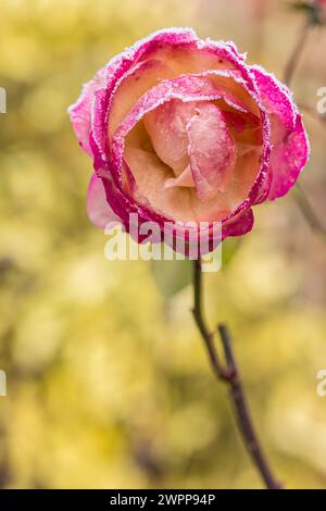 Rosenblüte mit Heiserfrost Stockfoto