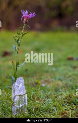 Eine mit Wasser und Blumen gefüllte Glasflasche bricht durch die Expansion des gefrorenen Wassers Stockfoto