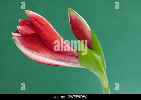 Amaryllis, Blütenknospe Stockfoto