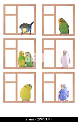 Budgie sitzt in einem Fenster isoliert auf weißem Hintergrund Stockfoto