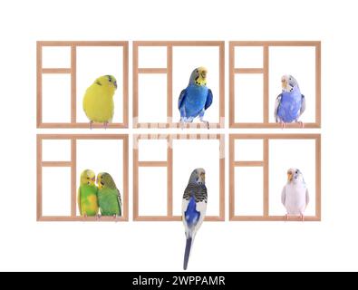 Budgie sitzt in einem Fenster isoliert auf weißem Hintergrund Stockfoto