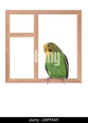 Budgie sitzt in einem Fenster isoliert auf weißem Hintergrund Stockfoto