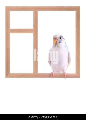 Budgie sitzt in einem Fenster isoliert auf weißem Hintergrund Stockfoto