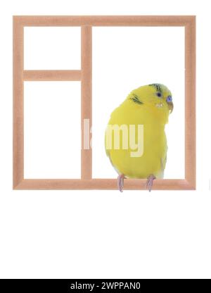 Budgie sitzt in einem Fenster isoliert auf weißem Hintergrund Stockfoto