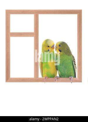 Budgie sitzt in einem Fenster isoliert auf weißem Hintergrund Stockfoto