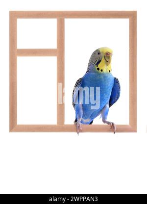 Budgie sitzt in einem Fenster isoliert auf weißem Hintergrund Stockfoto