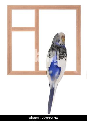 Budgie sitzt in einem Fenster isoliert auf weißem Hintergrund Stockfoto