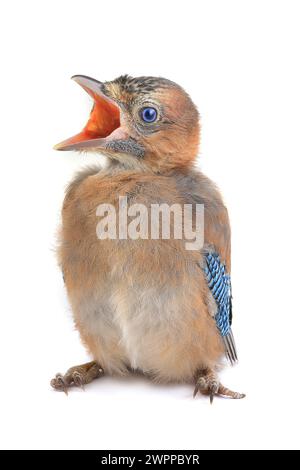 Baby-Vogel eines jay mit offenem Mund Stockfoto