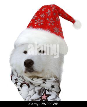 samoide Hunde auf weißem Hintergrund Stockfoto