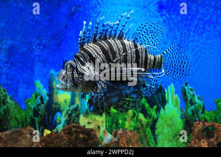 Löwenfisch im Aquarium mit blauem Hintergrund Stockfoto