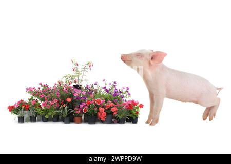 Schwein und Schwimmer isoliert auf weißem Hintergrund Stockfoto