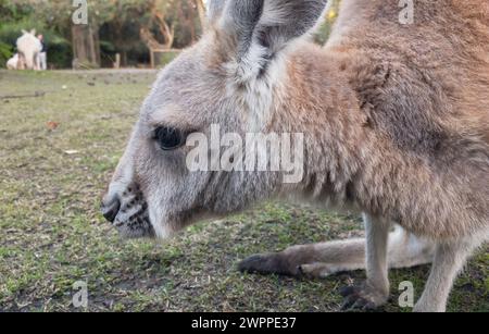 Kleines Känguru im Whiteman Park in der Nähe von Perth City, Western Australia Stockfoto