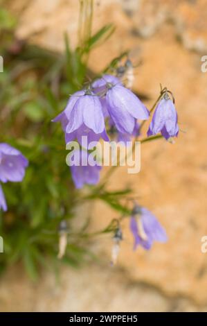 Bergharebell Campanula lasiocarpa Wildblumen blühen entlang eines Wanderweges Copper Ridge North Cascades National Park Washington State USA Stockfoto