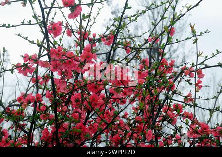 Chaenomeles speciosa, die blühende Quitte, Chinesische Quitte oder Japanische Quitte, ist ein Dornstrauch, der in Ostasien beheimatet ist. Die Blüten sind meist rot, aber weiß oder rosa. Die Frucht ist ein duftender, harter Kern, der einer Quitte ähnelt. Diese Pflanze wird in gemäßigten Regionen wegen ihrer Zwirngewohnheit und ihrer auffälligen Blüten, die zu Beginn der Saison, gelegentlich sogar mitten im Winter, angebaut. Sie wird häufig als informelle niedrige Hecke verwendet. Stockfoto