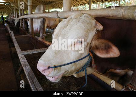 Männliche Kühe, Bos taurus, in Kulon Progo, Yogyakarta, Indonesien. Stockfoto