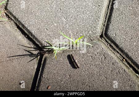 Eine Tausendfüßlerschlange, Harpaphe haydeniana, bekannt als gelbgefleckter Tausendfüßler mit Schatten auf dem Boden. Stockfoto