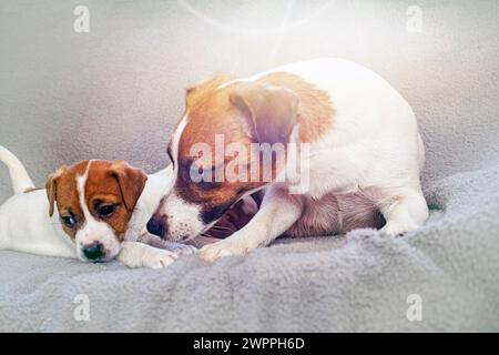 Jack Russell Terrier sitzt mit ihrem Welpen. Komfort zu Hause. Muttertag Stockfoto