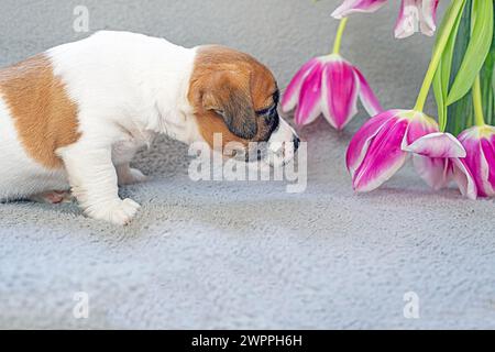 Der lustige Jack Russell Terrier-Welpe schnüffelt Tulpen. Festliche Stimmung, 8. März, Happy Mother's Day Stockfoto