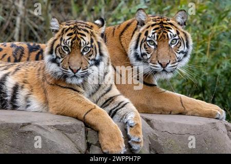 Sumatra Tiger Mutter und Tochter Stockfoto