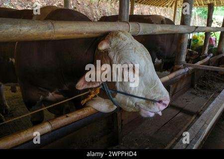 Männliche Kühe, Bos taurus, in Kulon Progo, Yogyakarta, Indonesien. Stockfoto