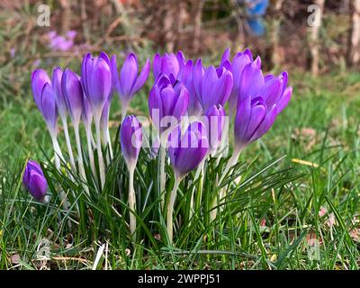 Schöne lila Krokusblüten wachsen im Frühling auf dem Boden, unscharfer Hintergrund Stockfoto