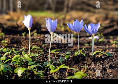 Crocus pulchellus oder haariger Krokus im frühen Frühling lila Blumenstrauß im Wald Stockfoto