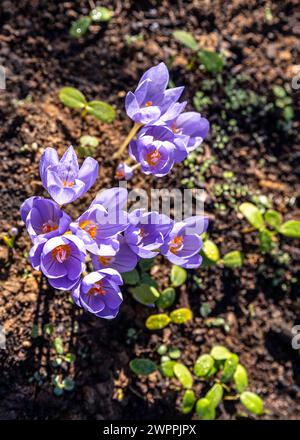 Crocus pulchellus oder haariger Krokus im frühen Frühling lila Blumenstrauß im Wald Stockfoto