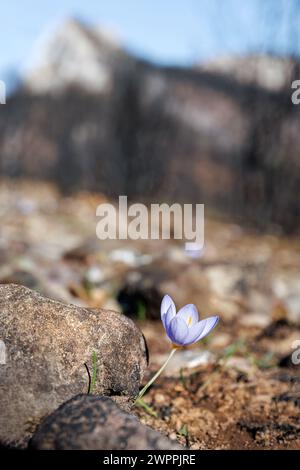 Crocus pulchellus oder haarige Krokus Lila Blüte im frühen Frühling nach den Waldbränden, die Natur wiedergeboren Stockfoto